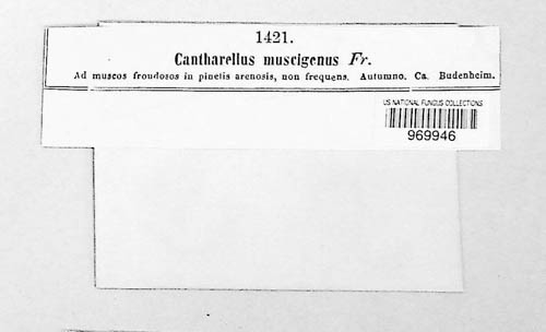 Arrhenia spathulata image